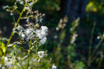 Nature image of weeds growing in the woods. The buds on the plant have turned to white puffy flower seeds. Natural bokeh background.