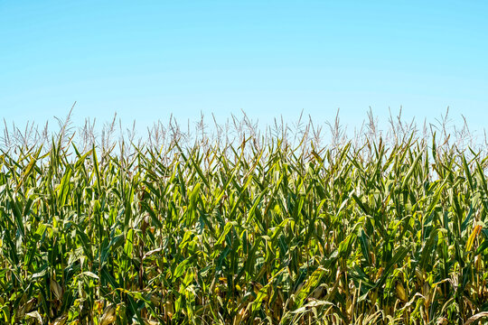 A look into a corn field on a clear, sunny day. Blue sky, healthy corn stalk. Background image. 