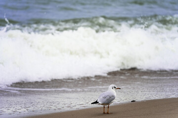 Seagull
