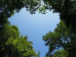 Fototapeta premium 木と空