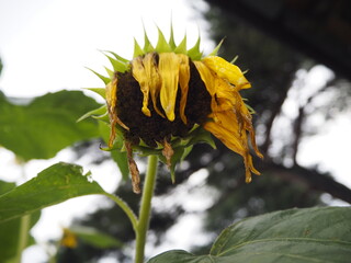 夏の終わりの向日葵