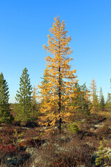 Larch among the Yamal tundra