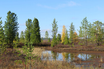 Obraz premium Trees among the Yamal tundra on an autumn day