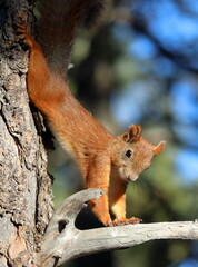 Sciurus vulgaris. Squirrel in pine forest in autumn