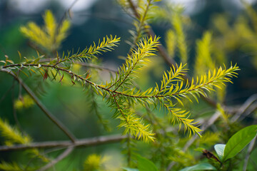 Melaleuca alternifolia, commonly known as tea tree, is a species of tree or tall shrub in the myrtle family, Myrtaceae.