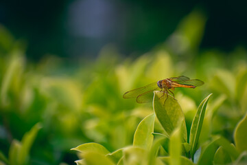 Sympetrum is a genus of small to medium-sized skimmer dragonflies, known as darters in the UK and as meadowhawks in North America.