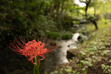 彼岸花と川