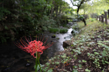 彼岸花と川