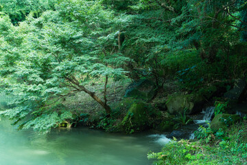 自然の中の小さな滝