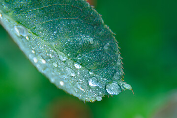 Green rose petal with morning dew drops. Selective focus. Blurred green background.