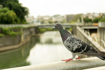 鳩と川