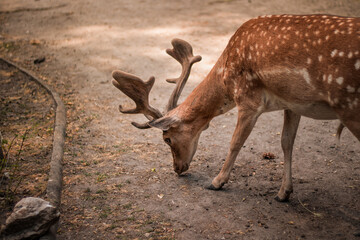 Deer sniffing the ground