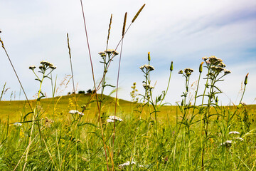 Field grass against the blue sky.