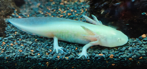 The axolotl, Ambystoma mexicanum, is a paedomorphic salamander. Originally found in lakes, such as Lake Xochimilco underlying Mexico City. Ability to regenerate limbs, gills, parts of eyes, brains.