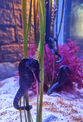 Black seahorse holding on to seaweed with its tail