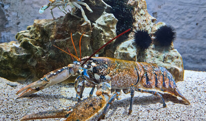 Live giant lobster with huge claws underwater