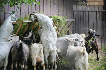 Several white goats are eating green grass from a wooden feeder. Pets, small business, home farm concept.
