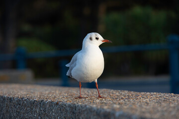 Black Headed Gull
