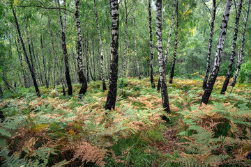 Birch forest with grass and ferns.
