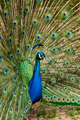 Naklejka premium Peacock displaying its colorful feathers.
