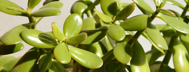 a potted indoor flower. succulent with thick leaves, green plants. background for the design.