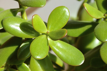 a potted indoor flower. succulent with thick leaves, green plants. background for the design.