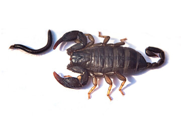 Black scorpion