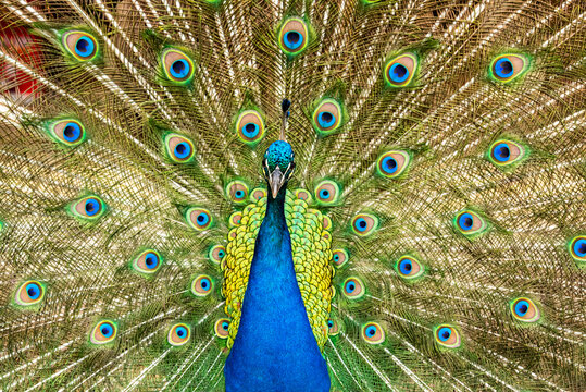 Peacock displaying its colorful feathers.
