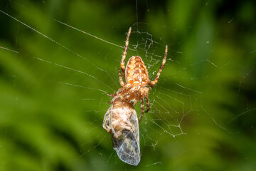 Spider waiting for its prey