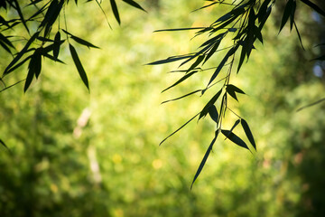 Closeup of bamboo leaves on blurred background