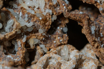 Termite white larvae with many on a termite nest,close up