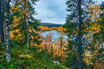 Rushing river in northern Sweden that flows through autumn-colored forests.