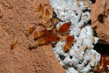 large termites on a termite nest,close up