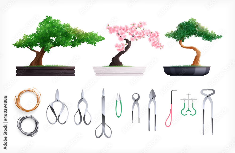 Canvas Prints bonsai growing set