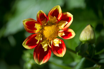 closeup of orange dahlia in a public garden