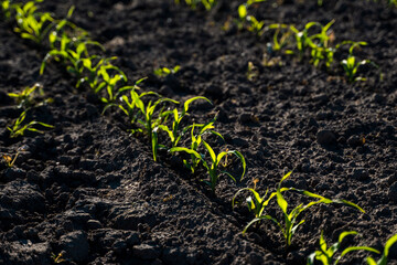Rows of corn sprouts beginning to grow. Young corn seedlings growing in a fertile soil. An agricultural field on which grow up young corn. Rural landscape.