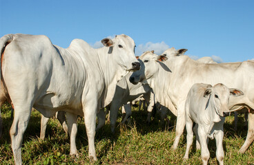 Nelore cattle in Bananeiras, Paraíba, Brazil. © Cacio Murilo