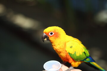 手に止まって餌を食べているコガネメキシコインコ
