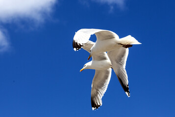 Serene view of beautiful seagulls flying high in the blue sky - Powered by Adobe