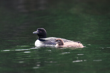 Close up of a common loon bird and baby swimming on a calm lake.