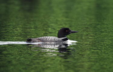 Close up of a common loon bird swimming on a calm lake in Canada.