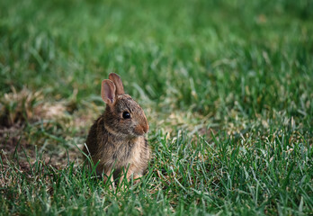 Naklejka na ściany i meble Small brown rabbit sitting alone in a grassy area.