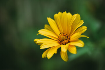 Close up of yellow rudbeckia flower against green background.