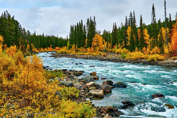 Rushing river in northern Sweden that flows through autumn-colored forests.
