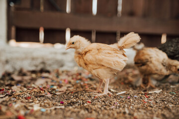 New feathers for these Chicks