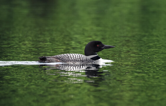 Close up of a common loon bird swimming on a calm lake in Canada.