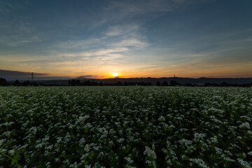 山本山高原のそば畑に沈む太陽