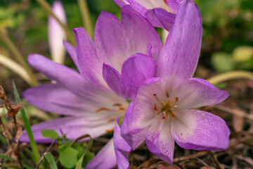 Naklejka premium beautiful purple flower natural light Japanese garden