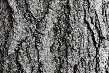 Tree bark texture. Abstract natural background.