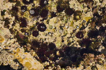 Ocean Stone Texture Natural
